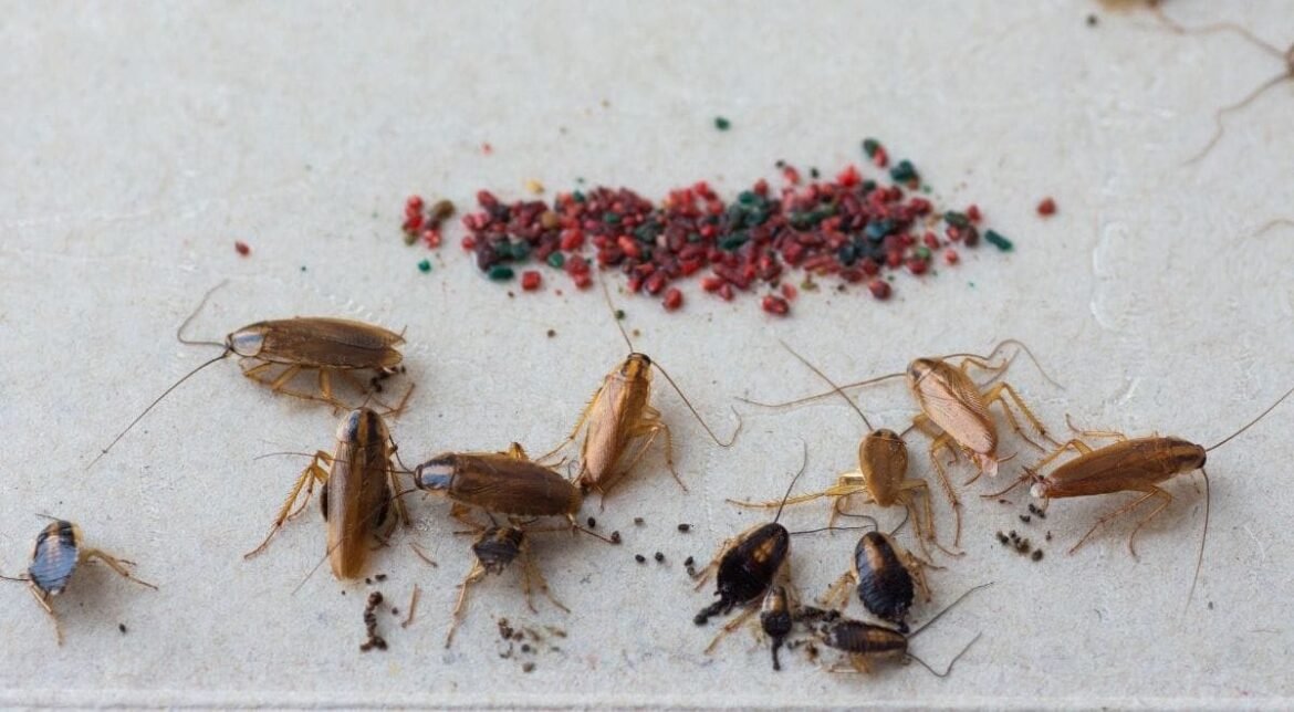 Baby Roach: Identification, Habits, and How to Get Rid of Them