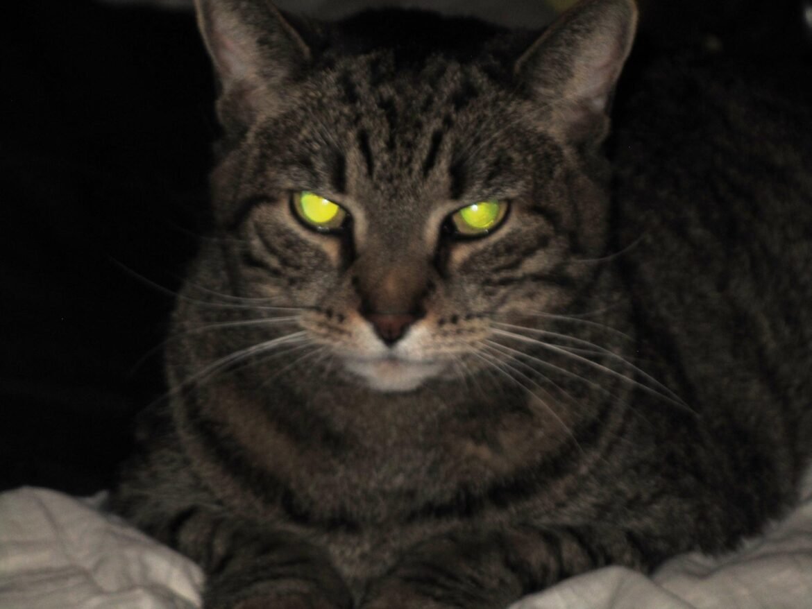Can Cats See in the Dark? The Complete Guide to Feline Night Vision