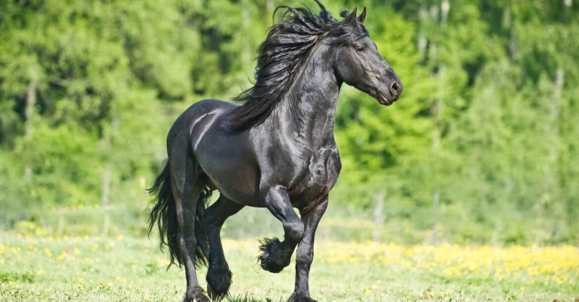 Horse: The Majestic Animal That Inspires Awe